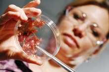 Julia Kubanek with seaweed samples.