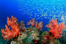 Coral microbiomes