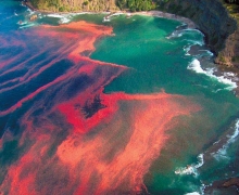 Red algae bloom near Cape Rodney